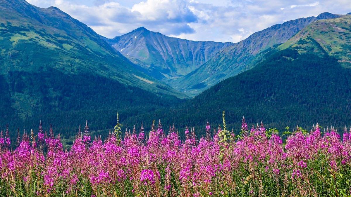 Wide shot of green blanketed mountains in Alaska with purple fire bush in the foreground